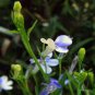 Lobelia Erinus, Edging Lobelia Seed 2000 PCS, Cui Dei Hua