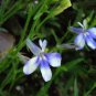 Lobelia Erinus, Edging Lobelia Seed 2000 PCS, Cui Dei Hua