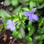Lobelia Erinus, Edging Lobelia Seed 2000 PCS, Cui Dei Hua