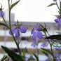 Lobelia Erinus, Edging Lobelia Seed 2000 PCS, Cui Dei Hua