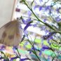 Lobelia Erinus, Edging Lobelia Seed 2000 PCS, Cui Dei Hua