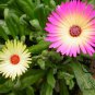 Livingstone Daisy, Ice Plant Seed 2000 PCS, Meili Ri Zhong Hua