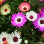 Livingstone Daisy, Ice Plant Seed 2000 PCS, Meili Ri Zhong Hua