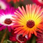 Livingstone Daisy, Ice Plant Seed 2000 PCS, Meili Ri Zhong Hua