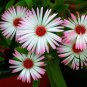 Livingstone Daisy, Ice Plant Seed 2000 PCS, Meili Ri Zhong Hua