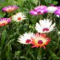Livingstone Daisy, Ice Plant Seed 2000 PCS, Meili Ri Zhong Hua