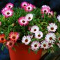 Livingstone Daisy, Ice Plant Seed 2000 PCS, Meili Ri Zhong Hua