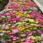 Livingstone Daisy, Ice Plant Seed 2000 PCS, Meili Ri Zhong Hua