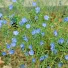 Linum Perenne, Perennial Flax Seed 3000 PCS, Blue Flax Lan Yama