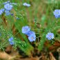 Linum Perenne, Perennial Flax Seed 3000 PCS, Blue Flax Lan Yama