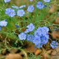 Linum Perenne, Perennial Flax Seed 3000 PCS, Blue Flax Lan Yama