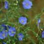 Linum Perenne, Perennial Flax Seed 3000 PCS, Blue Flax Lan Yama