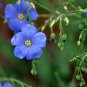 Linum Perenne, Perennial Flax Seed 3000 PCS, Blue Flax Lan Yama