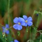 Linum Perenne, Perennial Flax Seed 3000 PCS, Blue Flax Lan Yama