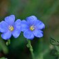 Linum Perenne, Perennial Flax Seed 3000 PCS, Blue Flax Lan Yama