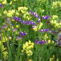 Limonium Sinuatum, Sea Lavender Seed 1000 PCS, Sea Pink Wu Wangwo