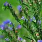 Limonium Sinuatum, Sea Lavender Seed 1000 PCS, Sea Pink Wu Wangwo
