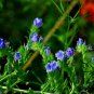 Limonium Sinuatum, Sea Lavender Seed 1000 PCS, Sea Pink Wu Wangwo