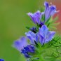 Limonium Sinuatum, Sea Lavender Seed 1000 PCS, Sea Pink Wu Wangwo