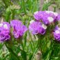 Limonium Sinuatum, Sea Lavender Seed 1000 PCS, Sea Pink Wu Wangwo