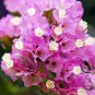 Limonium Sinuatum, Sea Lavender Seed 1000 PCS, Sea Pink Wu Wangwo