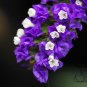 Limonium Sinuatum, Sea Lavender Seed 1000 PCS, Sea Pink Wu Wangwo