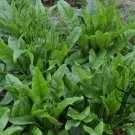 Limonium Mill, Aromatic Plant Seeds 3000 PCS, Qing Ren Cao