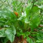 Limonium Mill, Aromatic Plant Seeds 3000 PCS, Qing Ren Cao