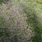 Limonium Mill, Aromatic Plant Seeds 3000 PCS, Qing Ren Cao