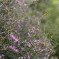 Limonium Mill, Aromatic Plant Seeds 3000 PCS, Qing Ren Cao