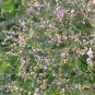 Limonium Mill, Aromatic Plant Seeds 3000 PCS, Qing Ren Cao