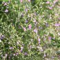 Limonium Mill, Aromatic Plant Seeds 3000 PCS, Qing Ren Cao