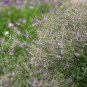 Limonium Mill, Aromatic Plant Seeds 3000 PCS, Qing Ren Cao