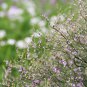 Limonium Mill, Aromatic Plant Seeds 3000 PCS, Qing Ren Cao