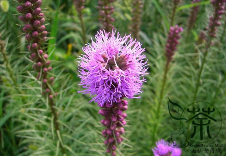 Liatris Spicata, Dense Blazing Star Seed 1000 PCS, Prairie Gay Feather She Bian Ju
