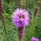 Liatris Spicata, Dense Blazing Star Seed 1000 PCS, Prairie Gay Feather She Bian Ju