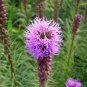 Liatris Spicata, Dense Blazing Star Seed 1000 PCS, Prairie Gay Feather She Bian Ju