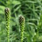 Liatris Spicata, Dense Blazing Star Seed 1000 PCS, Prairie Gay Feather She Bian Ju