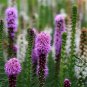 Liatris Spicata, Dense Blazing Star Seed 1000 PCS, Prairie Gay Feather She Bian Ju