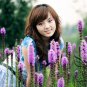 Liatris Spicata, Dense Blazing Star Seed 1000 PCS, Prairie Gay Feather She Bian Ju