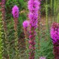 Liatris Spicata, Dense Blazing Star Seed 1000 PCS, Prairie Gay Feather She Bian Ju