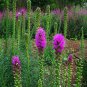 Liatris Spicata, Dense Blazing Star Seed 1000 PCS, Prairie Gay Feather She Bian Ju