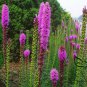Liatris Spicata, Dense Blazing Star Seed 1000 PCS, Prairie Gay Feather She Bian Ju
