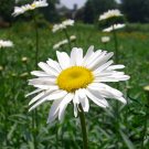 Leucanthemum Maximum, Shasta Daisy Seed 3000 PCS, Da Bin Ju