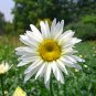 Leucanthemum Maximum, Shasta Daisy Seed 3000 PCS, Da Bin Ju