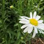 Leucanthemum Maximum, Shasta Daisy Seed 3000 PCS, Da Bin Ju