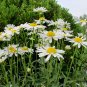 Leucanthemum Maximum, Shasta Daisy Seed 3000 PCS, Da Bin Ju