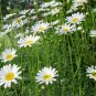 Leucanthemum Maximum, Shasta Daisy Seed 3000 PCS, Da Bin Ju