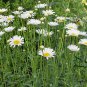 Leucanthemum Maximum, Shasta Daisy Seed 3000 PCS, Da Bin Ju