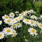 Leucanthemum Maximum, Shasta Daisy Seed 3000 PCS, Da Bin Ju